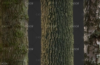 树皮贴图素材合集 Gumroad – Photogrammetry Tile Textures – Bark Pack 02